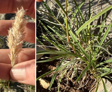 Erioneuron avenaceum