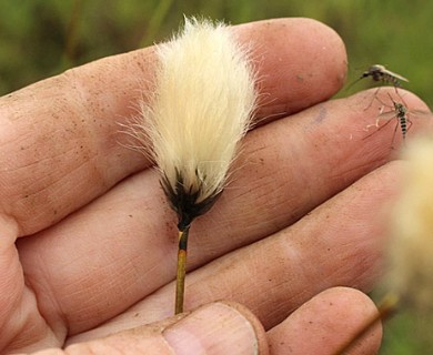 Eriophorum brachyantherum