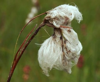 Eriophorum gracile