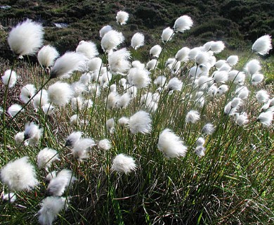 Eriophorum vaginatum