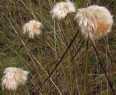 Eriophorum virginicum