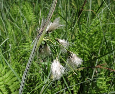 Eriophorum viridicarinatum