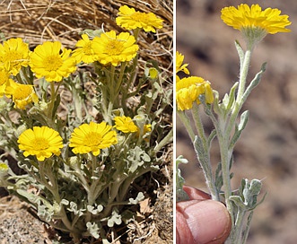 Eriophyllum ambiguum