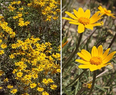 Eriophyllum lanatum