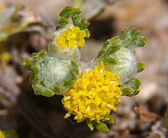 Eriophyllum pringlei