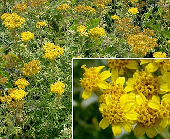 Eriophyllum staechadifolium