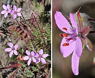 Erodium cicutarium