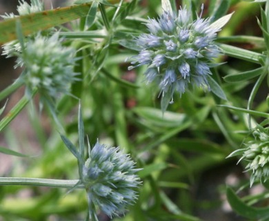 Eryngium aromaticum