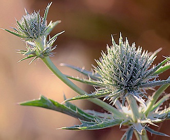 Eryngium castrense