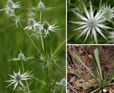 Eryngium heterophyllum