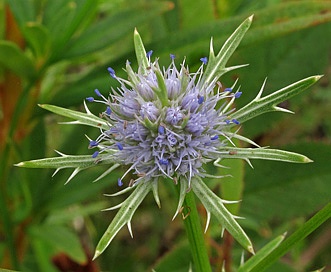 Eryngium integrifolium