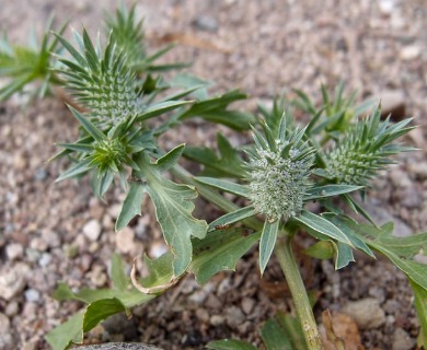 Eryngium nasturtiifolium