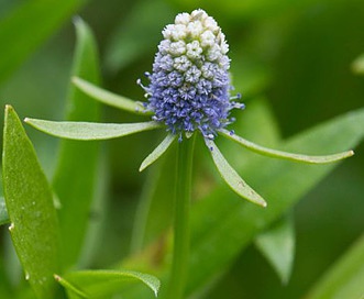 Eryngium prostratum