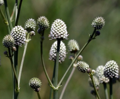 Eryngium sparganophyllum