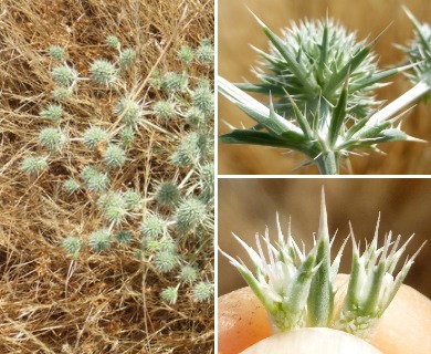 Eryngium spinosepalum