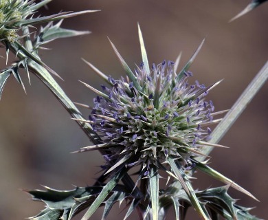 Eryngium vaseyi