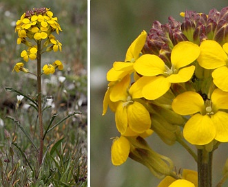 Erysimum arenicola