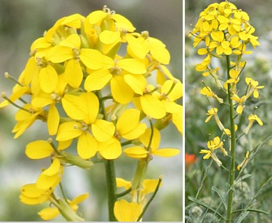 Erysimum capitatum