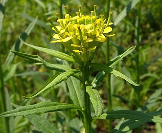 Erysimum cheiranthoides