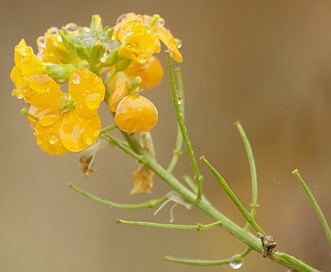 Erysimum cheiri