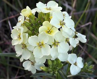 Erysimum franciscanum