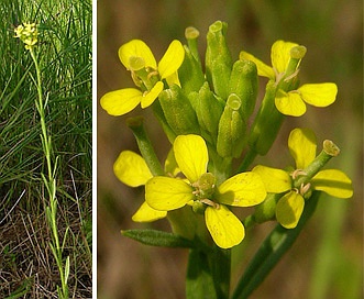 Erysimum inconspicuum