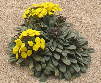 Erysimum menziesii