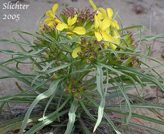 Erysimum occidentale