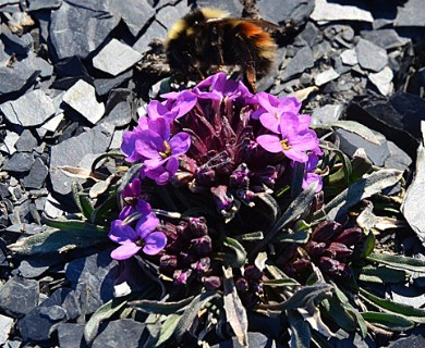 Erysimum redowskii