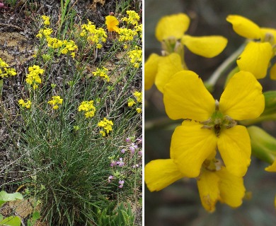 Erysimum suffrutescens