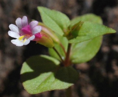 Erythranthe acutidens