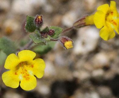 Erythranthe arenaria