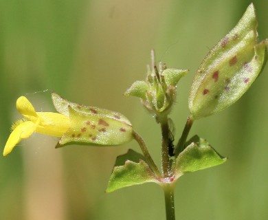 Erythranthe arvensis