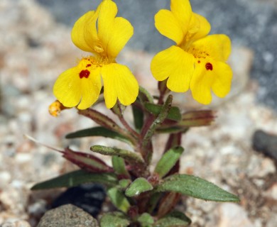 Erythranthe carsonensis