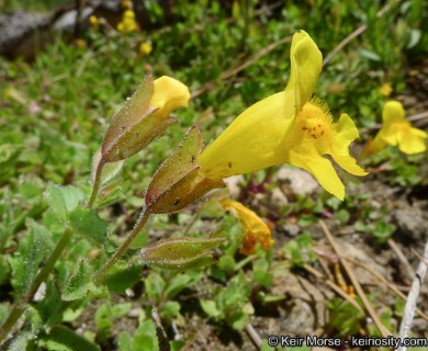 Erythranthe corallina