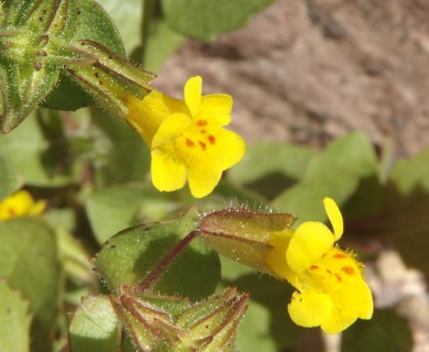 Erythranthe cordata