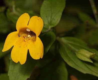 Erythranthe dentata