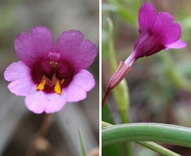 Erythranthe diffusa