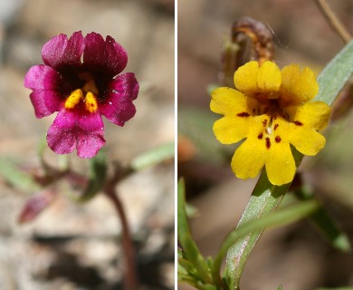 Erythranthe discolor