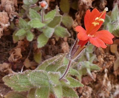 Erythranthe eastwoodiae