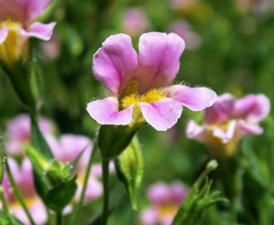 Erythranthe erubescens