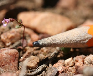 Erythranthe exigua