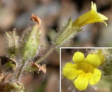 Erythranthe floribunda