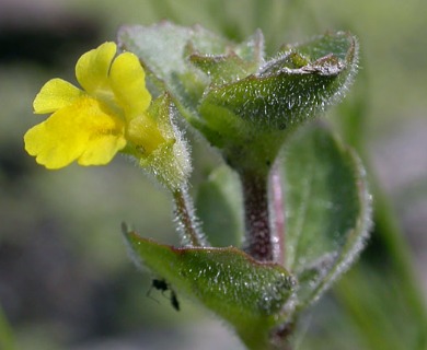 Erythranthe geyeri