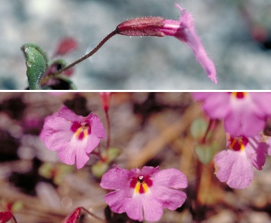 Erythranthe gracilipes