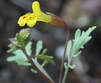 Erythranthe laciniata