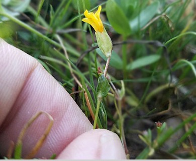 Erythranthe microphylla