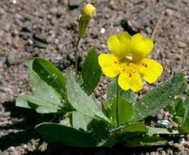 Erythranthe primuloides