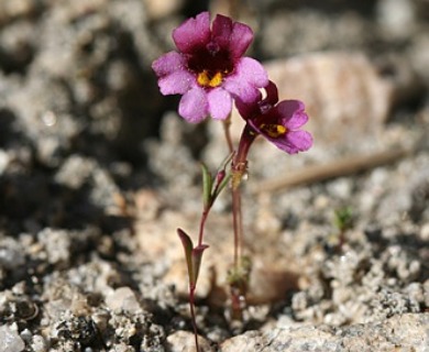 Erythranthe purpurea