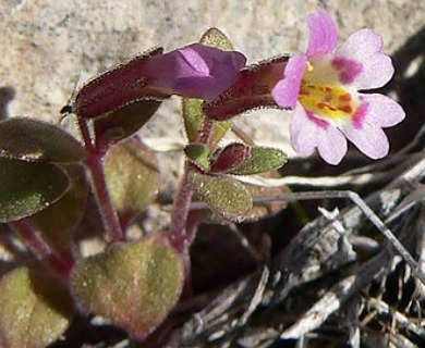 Erythranthe rubella